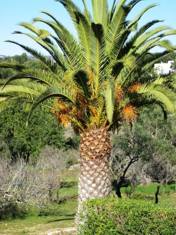 Quinta Mimosa Otel Loulé Oda fotoğraf