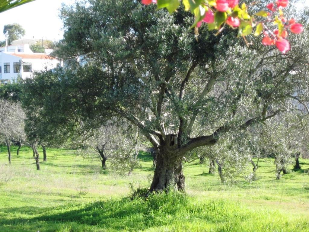 Quinta Mimosa Otel Loulé Oda fotoğraf