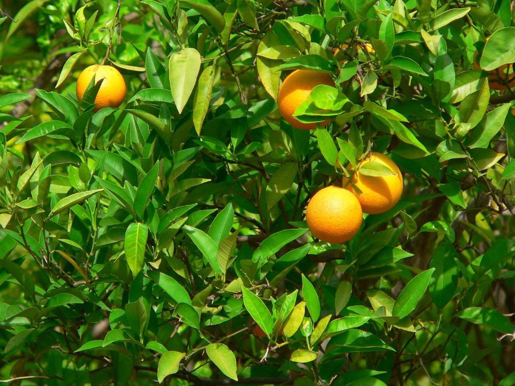 Quinta Mimosa Otel Loulé Oda fotoğraf